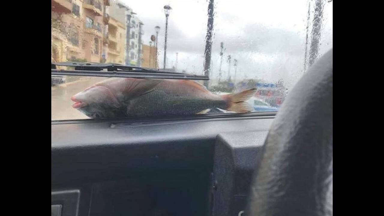 Εικόνες Αποκάλυψης στη Μάλτα: Έβρεξε χιλιάδες… ψάρια και ήταν ολοζώντανα (φώτο-βίντεο)