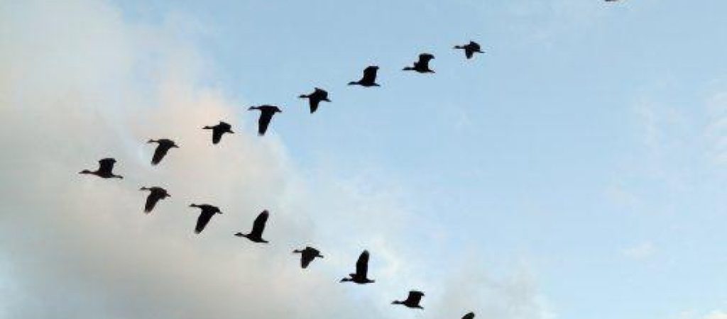 Γιατί τα πουλιά πετούν σε σχηματισμό V;