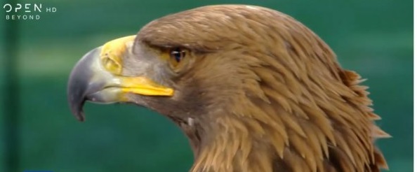 Αετοί και γεράκια εκπαιδεύονται στην κατάρριψη Drone (βίντεο)