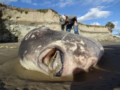Σπάνιο γιγαντιαίο ψάρι ξεβράστηκε σε παραλία της Καλιφόρνια (φώτο)