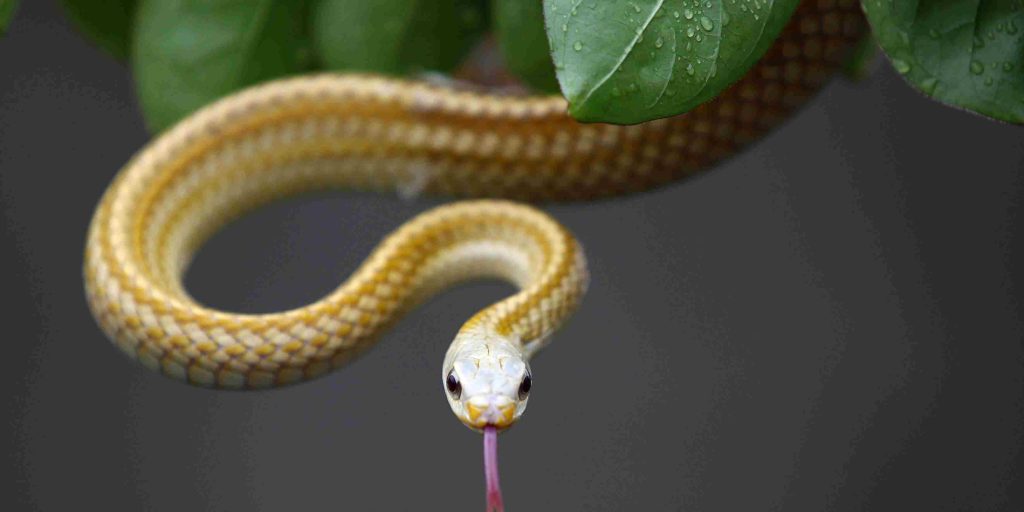 Δείτε τη στιγμή που δύο κουτάβια μετατρέπουν σε παιχνίδι ένα… φίδι (βίντεο)