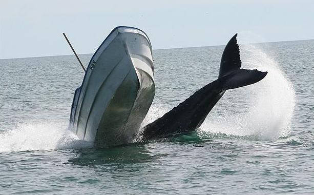 Το παιχνίδι με την φάλαινα κατέληξε σε ναυάγιο (φώτο)