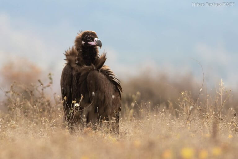 Οργή και θλίψη – Νεκρός από «φόλα» σπάνιος Μαυρόγυπας (φώτο)