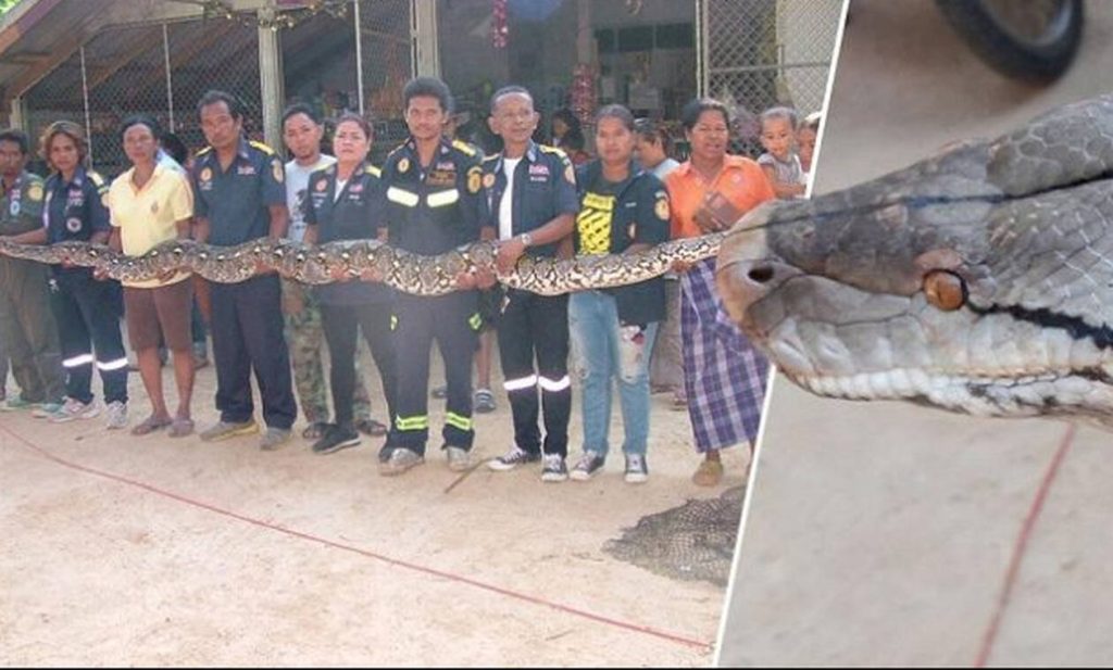 Ψαράδες τα βάζουν με τερατώδη πύθωνα 100 κιλών! (βίντεο)