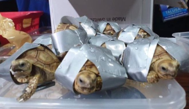 Το απάνθρωπο εύρημα μέσα σε βαλίτσα: Μετέφερε 1.529 χελώνες τυλιγμένες με μονωτική ταινία! (φώτο)