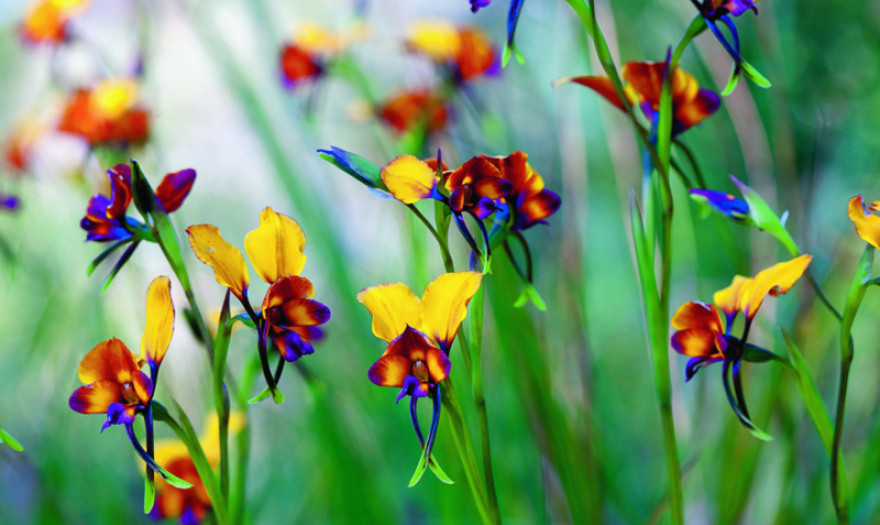 Το άγριο λουλούδι «θησαυρός» των ελληνικών βουνών που πωλείται 200 ευρώ το κιλό!