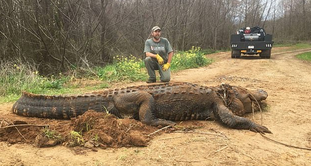 Αλιγάτορας-τέρας βρέθηκε σε χαντάκι στη Τζόρτζια των ΗΠΑ – Ζυγίζει 317 κιλά – Νόμιζαν πως ήταν ψεύτικος (φώτο-βίντεο)