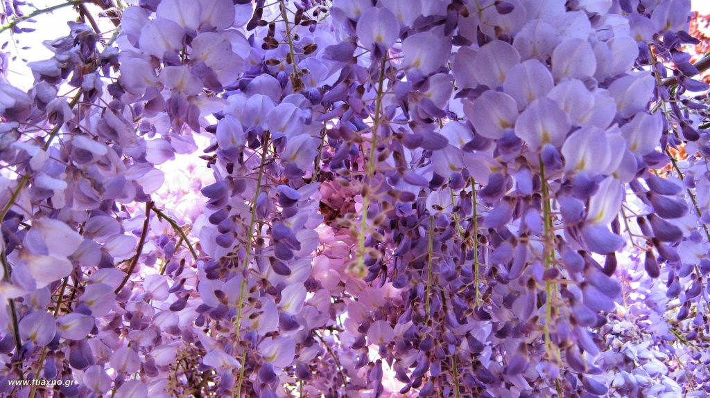 Γιατί οι πασχαλιές θεωρούνται ευλογημένες από την Παναγία;