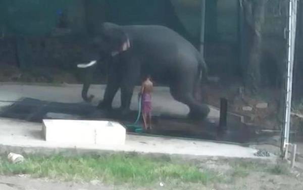 Ελέφαντας καταπλάκωσε και σκότωσε εκπαιδευτή που τον μαστίγωνε (βίντεο)