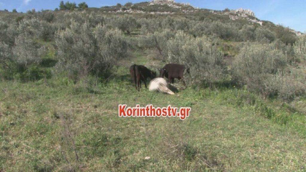 Τραγωδία στην Αρχαία Κόρινθο: Αυτός είναι ο ταύρος που σκότωσε τον ηλικιωμένο (φωτο-βίντεο)