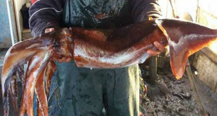 Περίεργο περιστατικό στην Λήμνο – Βρήκε γιγάντιο καλαμάρι 8.5 κιλών την ώρα που όργωνε το χωράφι του! (φώτο)