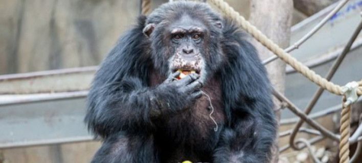 Επισκέπτες ζωολογικού κήπου έδωσαν ναρκωτικά σε χιμπατζή – Παραλίγο να πεθάνει (φώτο)
