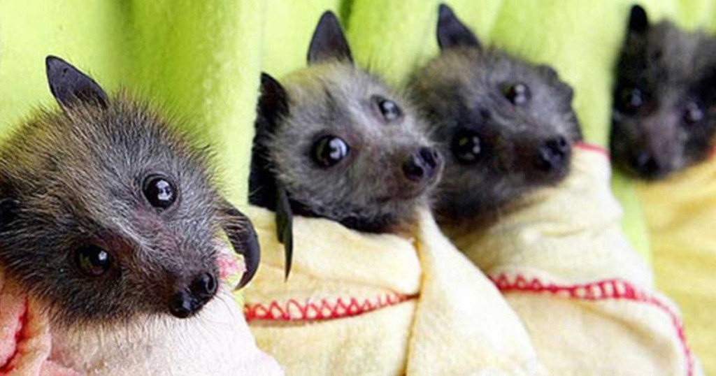 Δεν υπάρχει: Ζει μαζί με 250 νυχτερίδες στο διαμέρισμά της! (βίντεο)