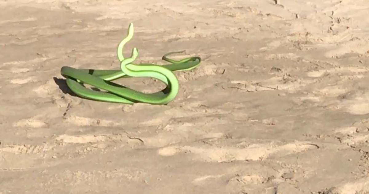 Βίντεο: Επική μάχη επιβίωσης ανάμεσα σε δύο φίδια!