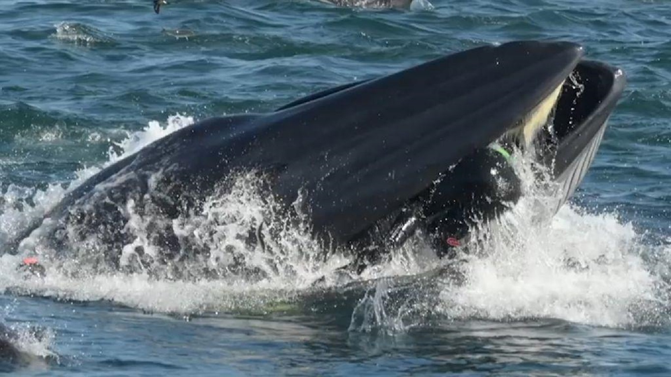 Δύτης σώθηκε από θαύμα: Παρασύρθηκε στο στόμα φάλαινας αλλά δεν τον κατάπιε! (βίντεο)