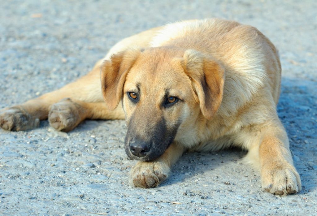 Αμαλιάδα: Μυστήριο γύρω από εξαφανίσεις αδέσποτων σκύλων