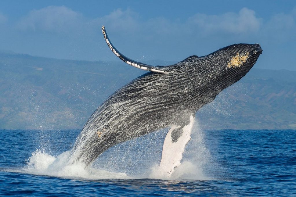 Ιαπωνία: Φέρι συγκρούστηκε με φάλαινα – 87 τραυματίες