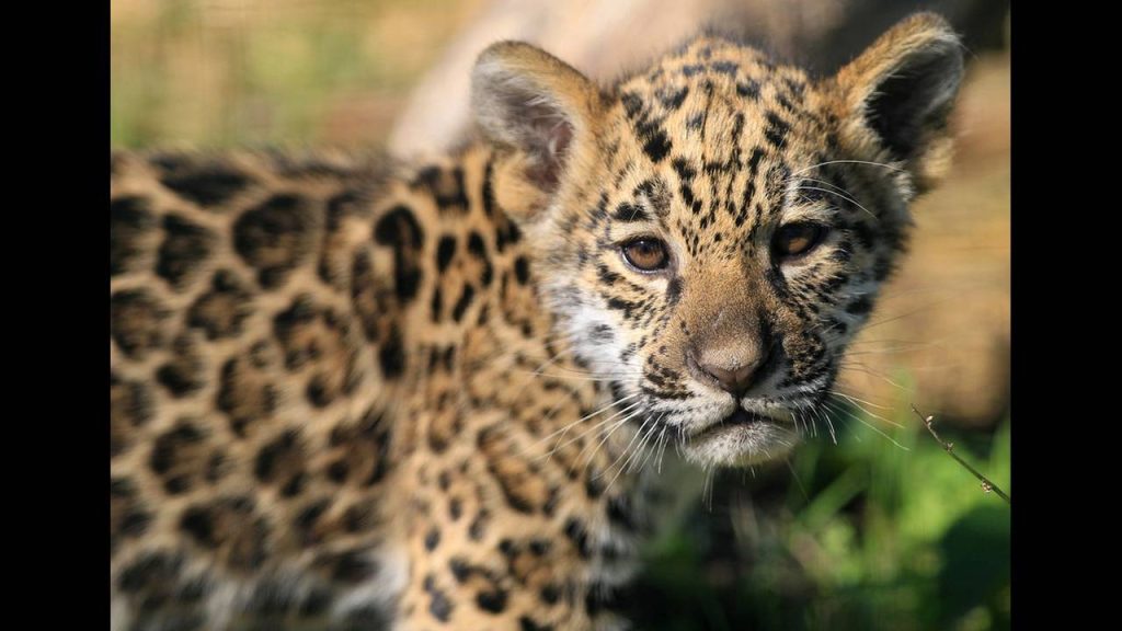 Αριζόνα: Γυναίκα πηδάει το φράχτη για να βγάλει selfie με… τζάγκουαρ και αυτό της επιτίθεται (βίντεο)