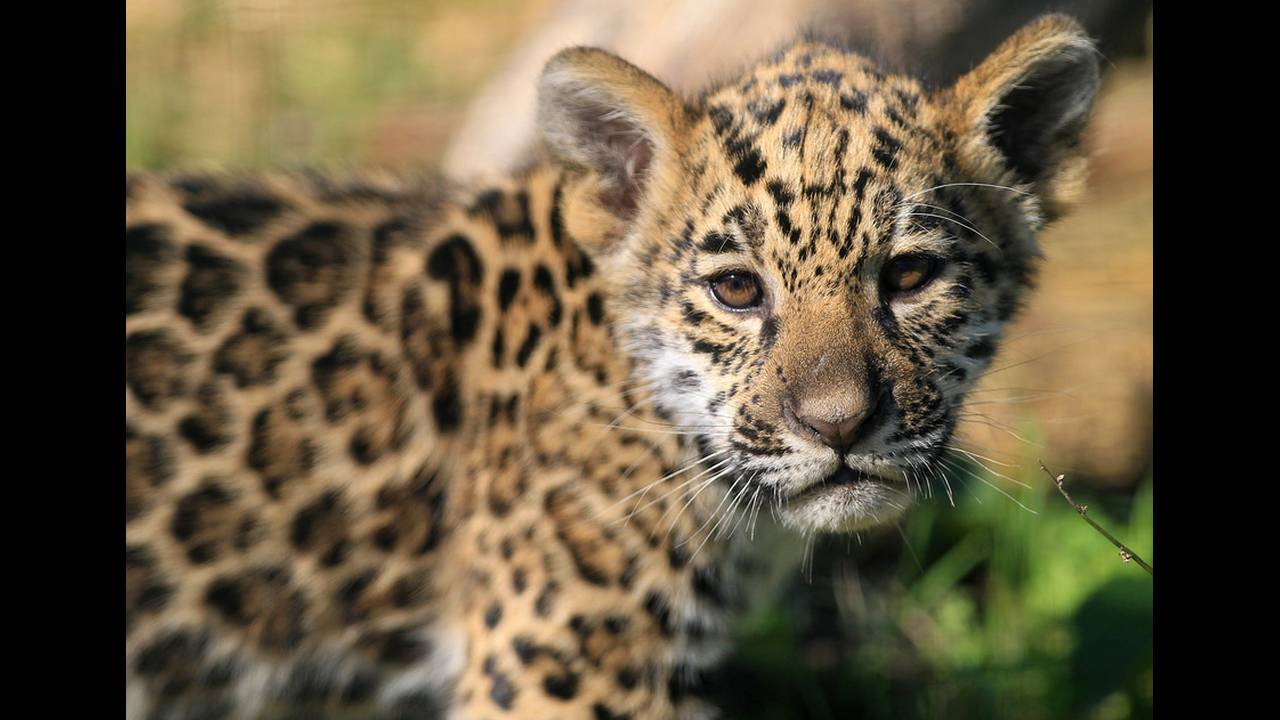 Αριζόνα: Γυναίκα πηδάει το φράχτη για να βγάλει selfie με… τζάγκουαρ και αυτό της επιτίθεται (βίντεο)