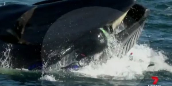 Τον μάσησε η φάλαινα και τον έφτυσε πριν τον καταπιεί! (βίντεο)