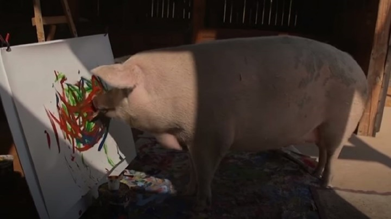 Pigcasso: Το γουρούνι με τις… καλλιτεχνικές ανησυχίες – Πόσο κοστίζουν τα έργα του (βίντεο)