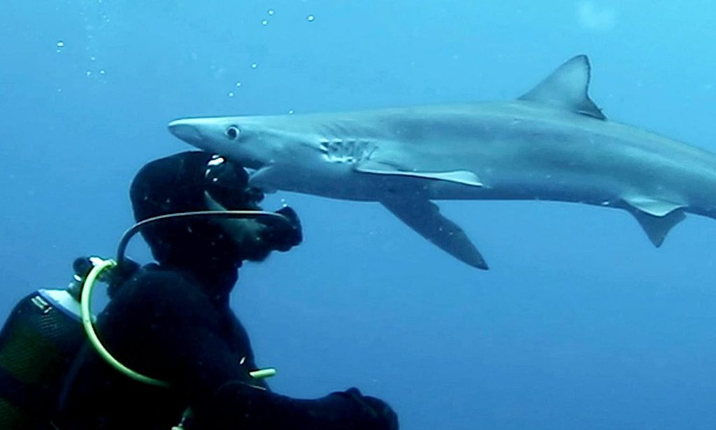 Εκεί που κολυμπούσε ήρθε ένας καρχαρίας – Δείτε την απίστευτη συνέχεια στο βίντεο