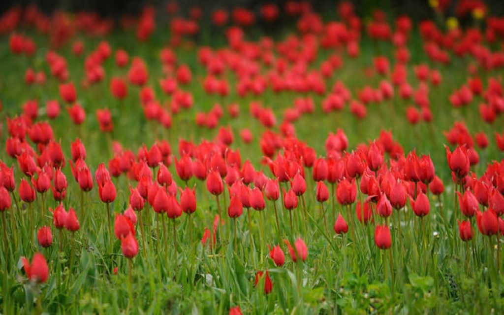 Αμέτρητες, κατακόκκινες τουλίπες δημιουργούν εντυπωσιακές εικόνες σε αυτό το ελληνικό νησί (φωτο)