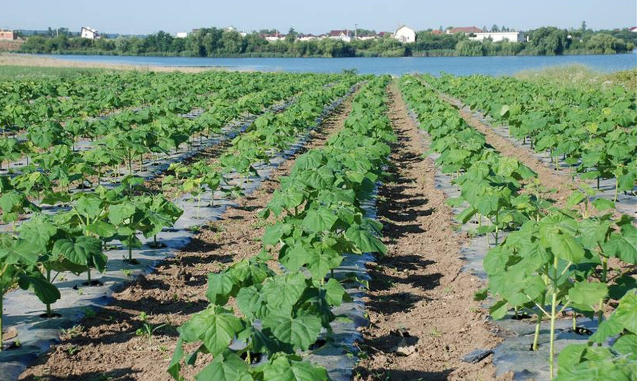 Αυτή είναι η καλλιέργεια που προσφέρει έως 9.000 ευρώ το στρέμμα – Όσα πρέπει να γνωρίζετε (φώτο)