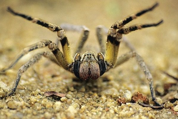 Η αράχνη που το δηλητήριο της προκαλεί 4ωρη στύση (φώτο-βίντεο)