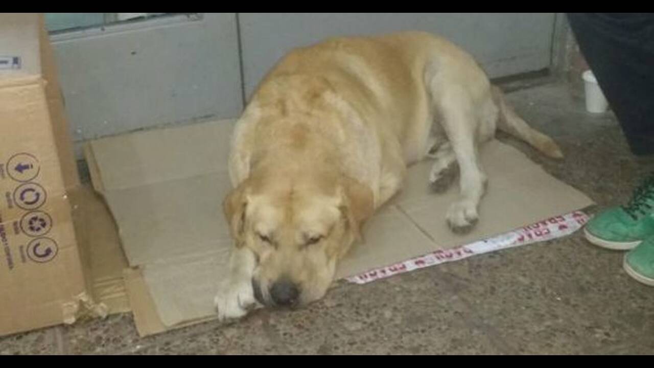 Η συγκινητική ιστορία του σκύλου που περιμένει μία εβδομάδα έξω από το νοσοκομείο να γυρίσει το νεκρό αφεντικό του(φώτο)