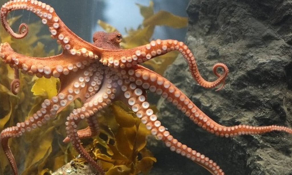 Δείτε τι στιγμή που χταπόδι αλλάζει χρώμα ενώ κοιμάται γιατί βλέπει όνειρο (βίντεο)