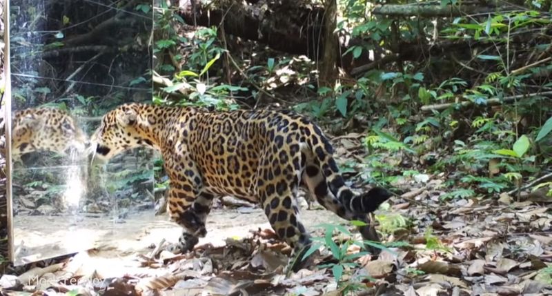 Δείτε τις αντιδράσεις άγριων ζώων όταν βρίσκονται «αντιμέτωπα» με ένα καθρέπτη (βίντεο)