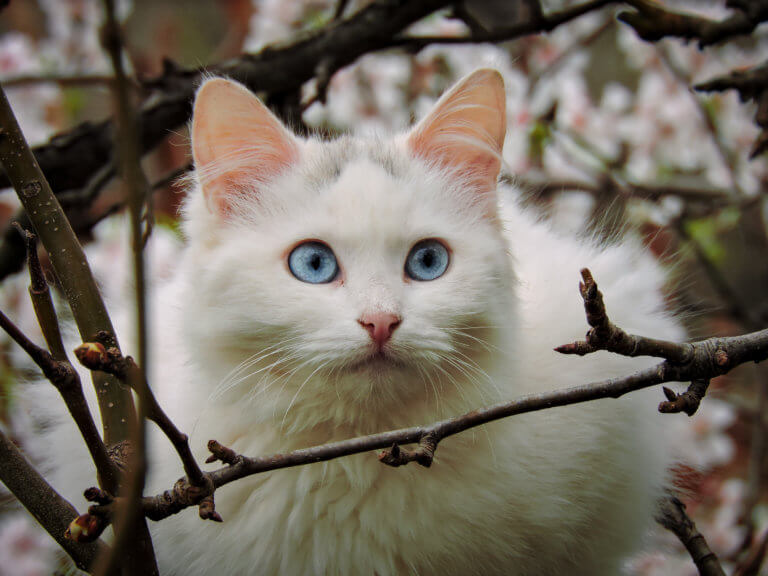 Την αναζητούν στο Ρέθυμνο: Σκοτώνει γάτες και δίνει στο facebook την συνταγή για φόλες