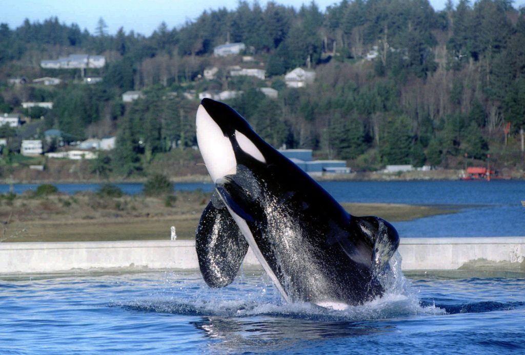 Φιλιππίνες: Ξεβράστηκε φάλαινα που πέθανε αφού κατάπιε 40 κιλά πλαστικές σακούλες (φωτο)