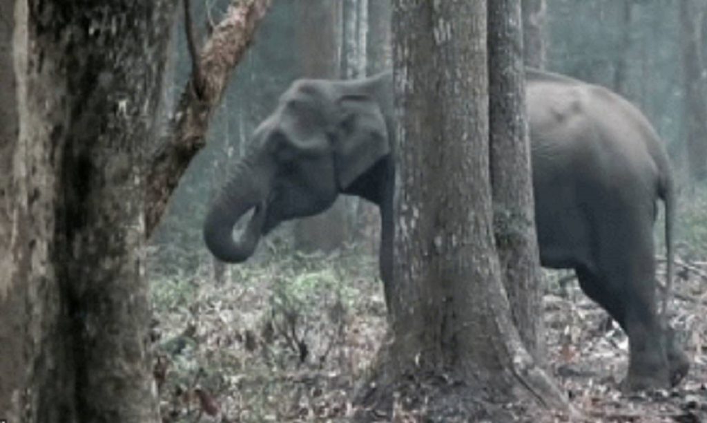 Αυτός ο ελέφαντας κρύφτηκε για να… καπνίσει! (βίντεο)