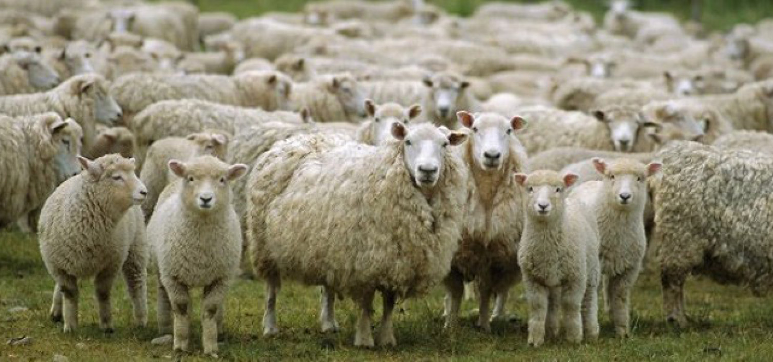 Νέο επιστημονικό επίτευγμα: Ομάδα επιστημόνων κατάφερε να γονιμοποιήσει 34 πρόβατα με σπέρμα από το 1968 (βίντεο-φωτο)