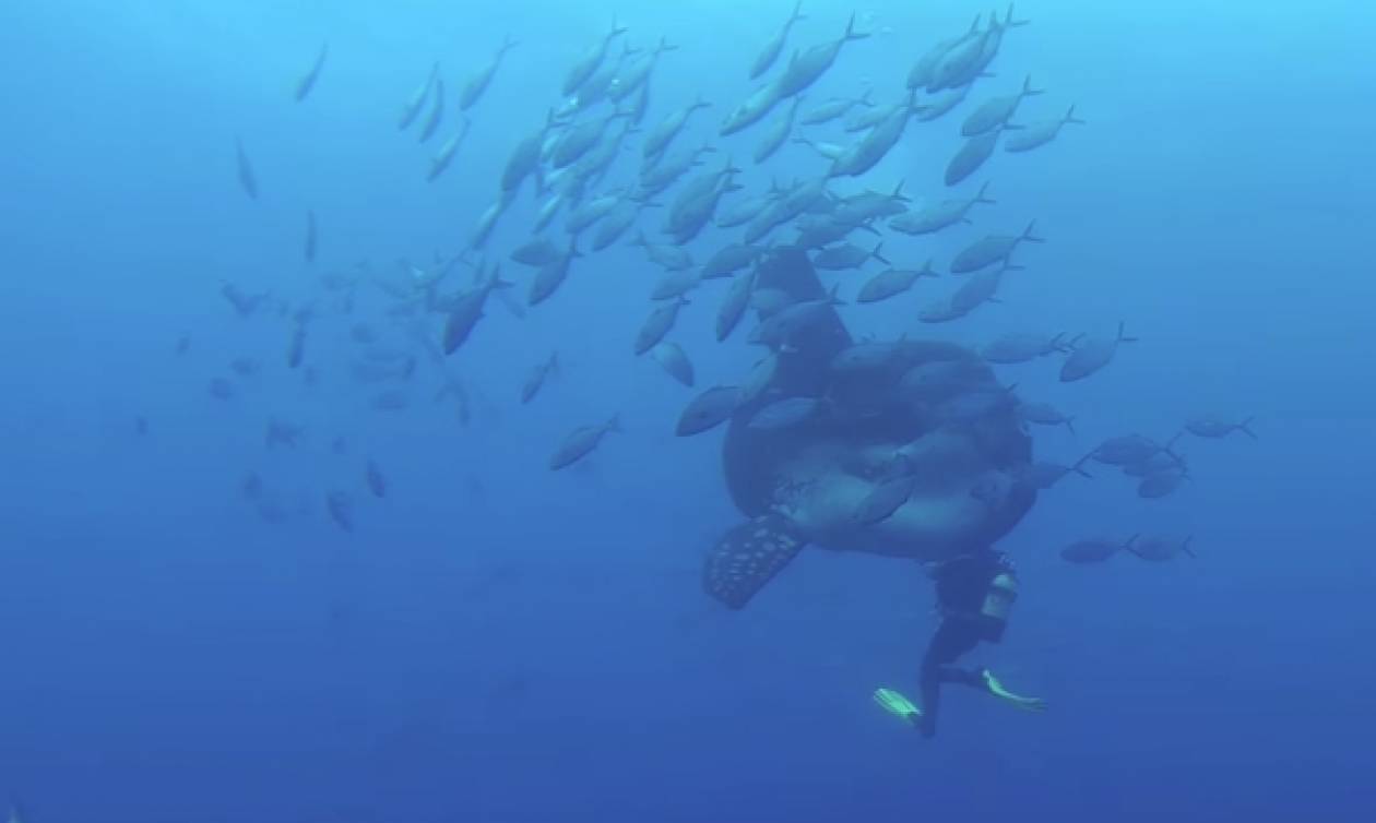 Ψάρεψαν αλλόκοτο «εξωγήινο τέρας» στην Αυστραλία (φώτο-βίντεο)
