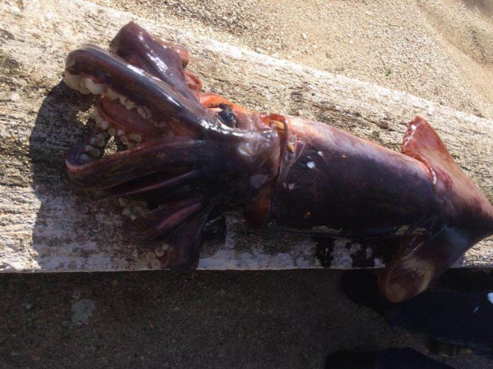 Αυτή είναι ψαριά: Ψάρεψαν καλαμάρι δέκα κιλών στην Κεφαλονιά (φωτο)