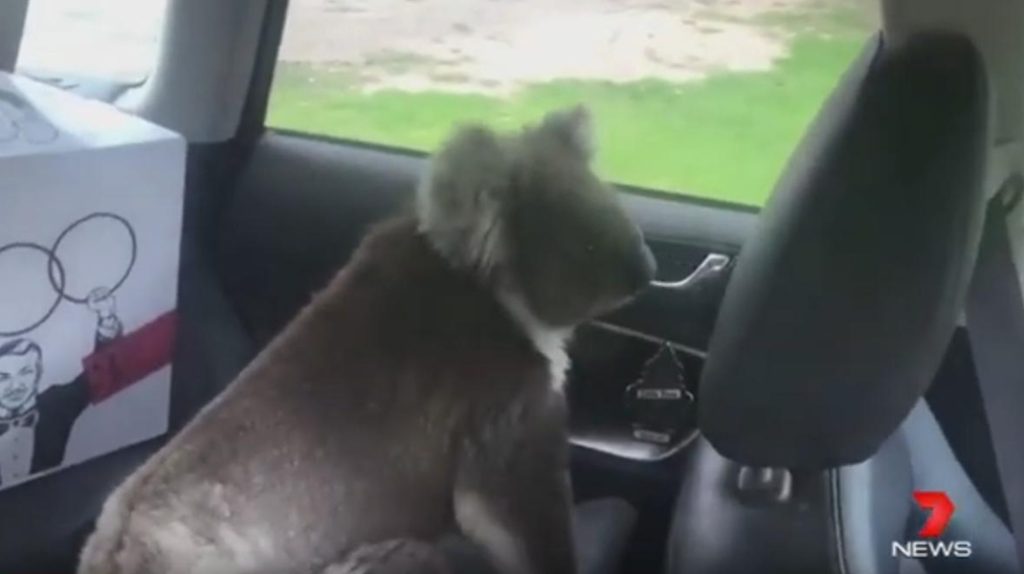 Πεισματάρικο κοάλα μπήκε σε ΙΧ, δεν έβγαινε με τίποτα – Άρχισε τα παρακάλια ο οδηγός (βίντεο)