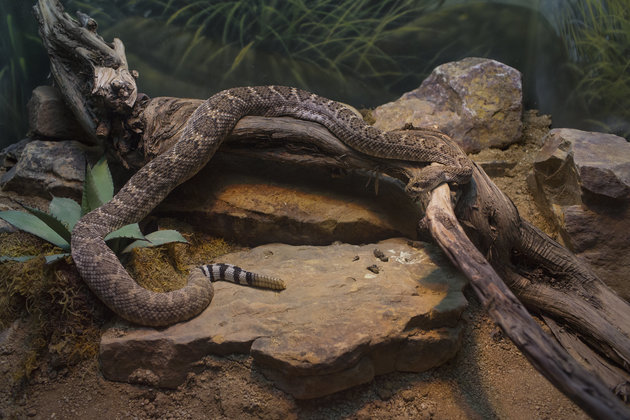 Ζούσαν κάτω από το σπίτι του 45 κροταλίες! (βίντεο)