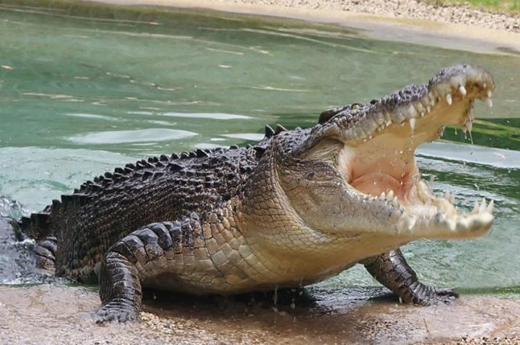 Αυστραλία: Δείτε τη στιγμή που κροκόδειλος καταβροχθίζει σκύλο που παίζει δίπλα σε ποταμό (βίντεο)