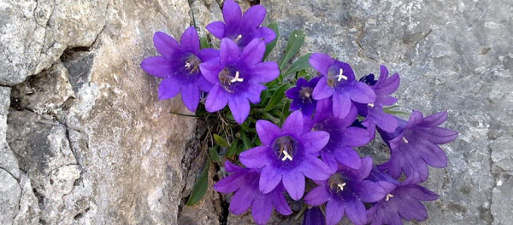 Αυτό είναι το λουλούδι του Ολύμπου που δεν υπάρχει πουθενά αλλού (φωτο)