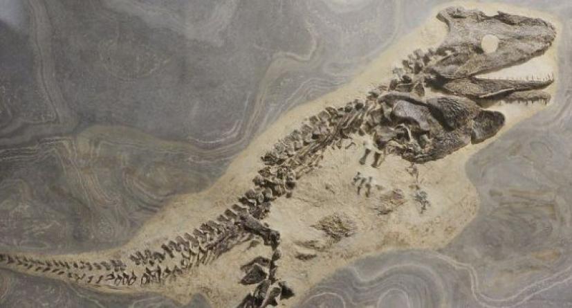 Απολιθώματα αποδεικνύουν ζωή στη γη 500 εκατομμύρια χρόνια πριν