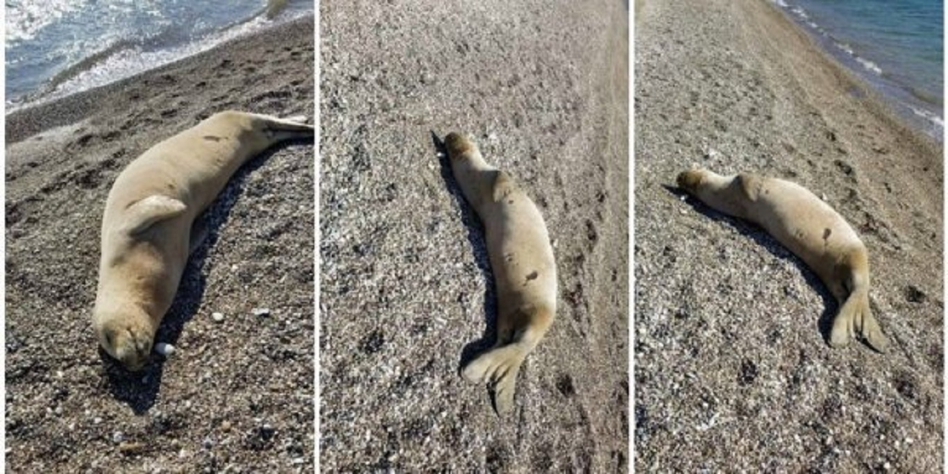Παιχνίδια στον ήλιο για μία φώκια Μονάχους – Μονάχους στα Ίσθμια (φωτο)