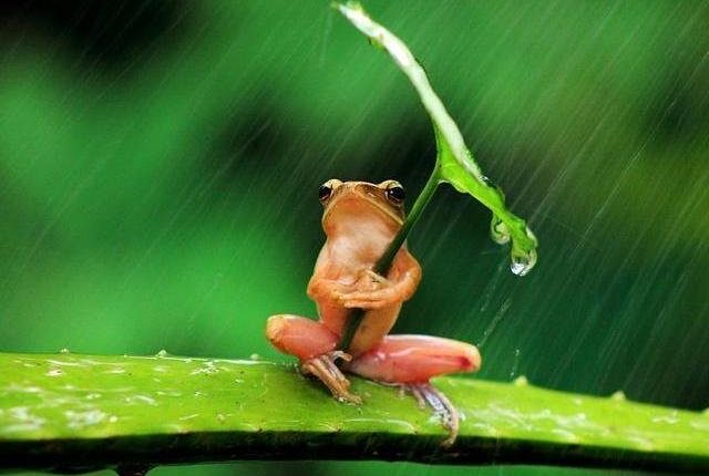 Αν θες να πετύχεις τους στόχους σου γίνε… «κουφός βάτραχος» – Η διδακτική ιστορία που θα σου αλλάξει τον τρόπο σκέψης!