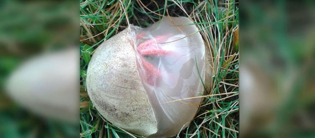 Δάχτυλα του Διαβόλου: Ο τρομακτικός «εξωγήινος» μύκητας (βίντεο)