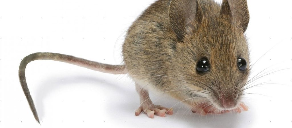 Ποντίκι κουβαλά μεταλλικά αντικείμενα για να καθαρίσει τραπέζι (βίντεο)