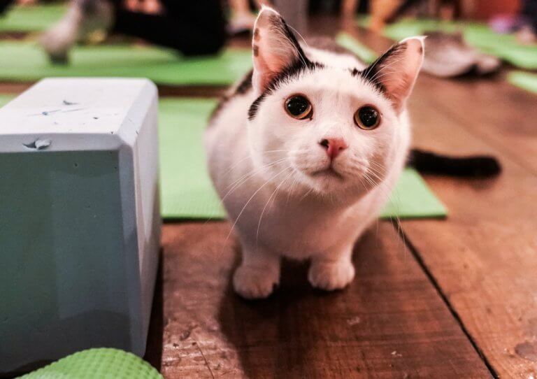 Γατάκι ζήτησε βοήθεια σε… αστυνομικό τμήμα! (βίντεο)