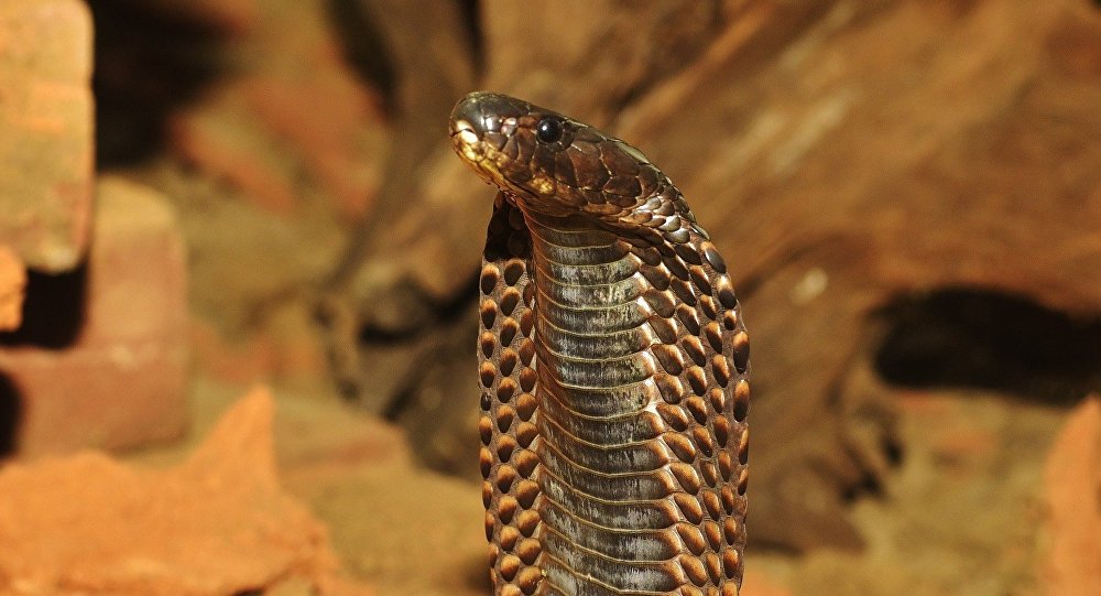 Βίντεο: Σκληρή μάχη πατέρα με κόμπρα για να σώσει το πεντάχρονο κοριτσάκι του