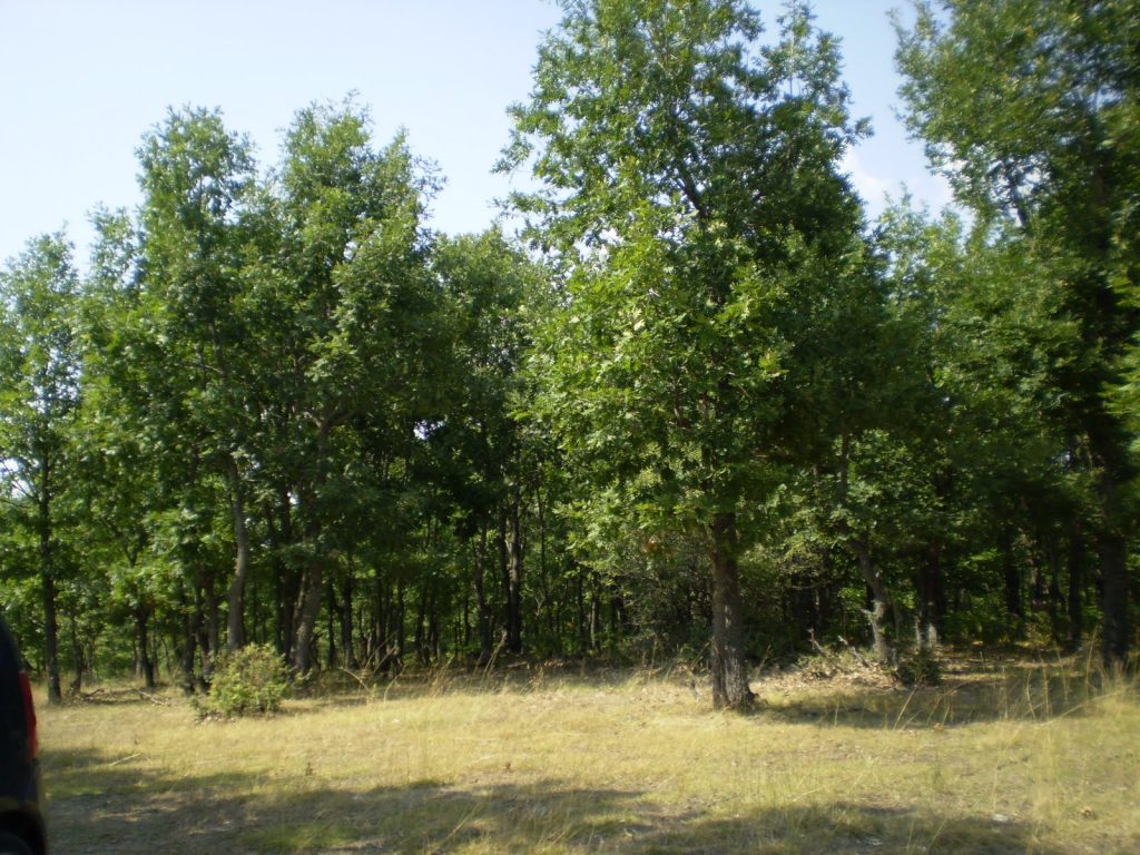 Αυτό είναι το μεγαλύτερο δάσος με αρχαίες βελανιδιές στην Ευρώπη (φωτο)